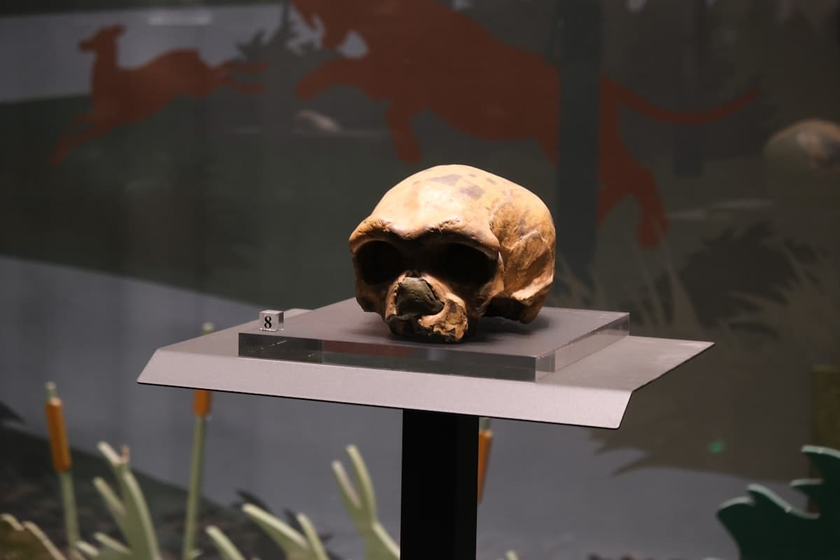 Twenty Species and a Partial Skull